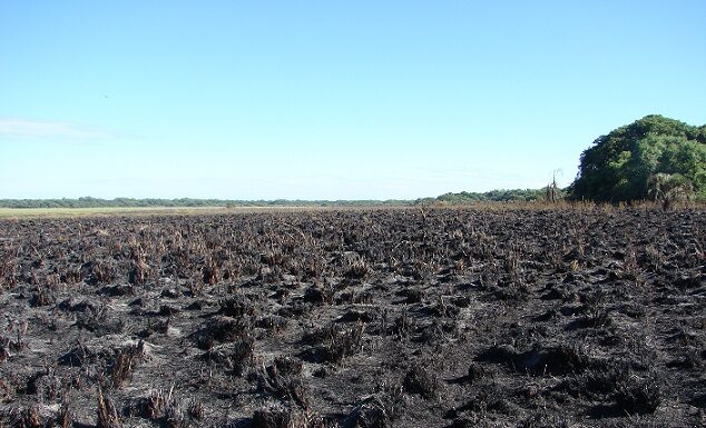 Incendios en Corrientes Zoólogo es optimista en una pronta recuperación del ecosistema Iberá Pajonales quemados, imagen sacadas a menos de 24 hs