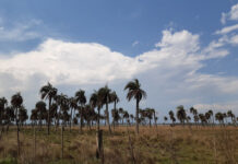 POTENCIAL DE TRANSFERENCIA Butia Yatay: una metodología desarrollada en la UNNE favorece la reproducción de esta palmera muy demandada