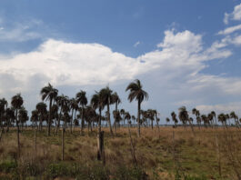 Estudio científico demuestra situación crítica para la preservación de palmares de Butia yatay en Corrientes