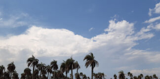 POTENCIAL DE TRANSFERENCIA Butia Yatay: una metodología desarrollada en la UNNE favorece la reproducción de esta palmera muy demandada