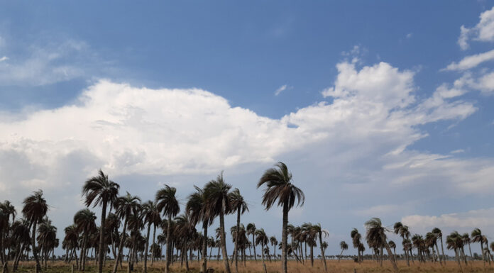 POTENCIAL DE TRANSFERENCIA Butia Yatay: una metodología desarrollada en la UNNE favorece la reproducción de esta palmera muy demandada