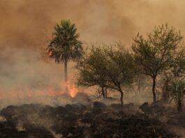 La UNNE dispone línea de subsidio especial para investigaciones sobre sequía e incendios en Corrientes