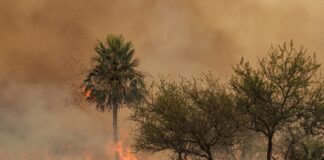 Se requiere “esperar” cómo reaccionan los ambientes incendiados para definir eventuales estrategias de restauración ecológica