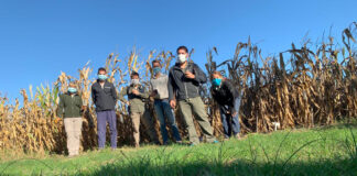 NEA: se requiere incrementar las buenas prácticas para el cuidado de la biotecnología en maíz transgénico
