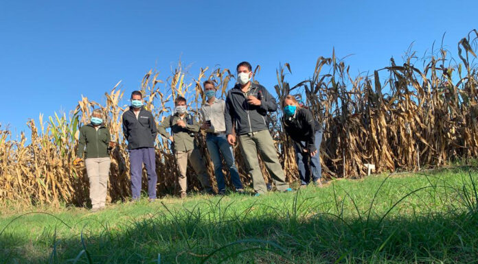 NEA: se requiere incrementar las buenas prácticas para el cuidado de la biotecnología en maíz transgénico