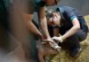 Trichinellosis spp.: desde Veterinarias capacitan para prevenir esta “amenaza silenciosa que sigue poniendo en riesgo la salud pública”