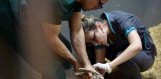 Trichinellosis spp.: desde Veterinarias capacitan para prevenir esta “amenaza silenciosa que sigue poniendo en riesgo la salud pública”