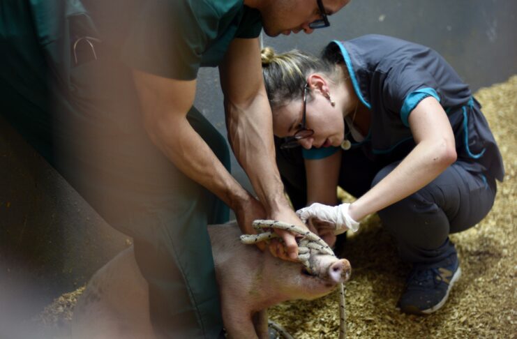 Trichinellosis spp.: desde Veterinarias capacitan para prevenir esta “amenaza silenciosa que sigue poniendo en riesgo la salud pública”