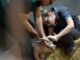Trichinellosis spp.: desde Veterinarias capacitan para prevenir esta “amenaza silenciosa que sigue poniendo en riesgo la salud pública”