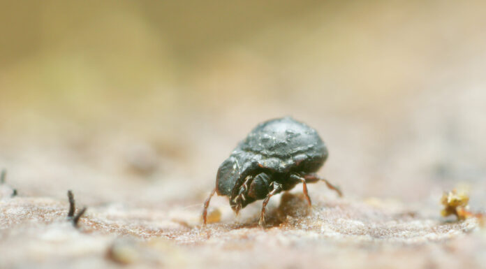 BIODIVERSIDAD Fauna del suelo: elaboran primer listado de ácaros oribátidos de la región del Gran Chaco Sudamericano