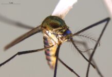 INSTITUTO DE MEDICINA REGIONAL Aportan “códigos de barras genéticos” para optimizar la identificación de especies de mosquitos del género Sabethes