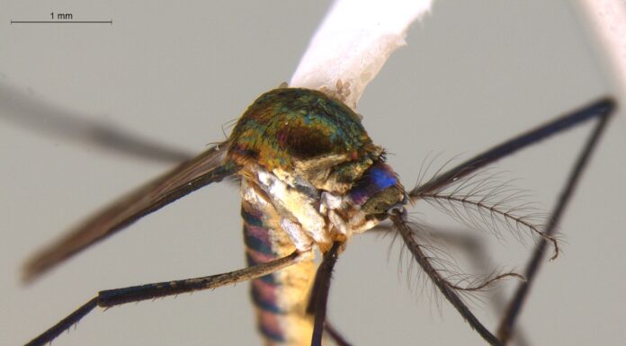 INSTITUTO DE MEDICINA REGIONAL Aportan “códigos de barras genéticos” para optimizar la identificación de especies de mosquitos del género Sabethes