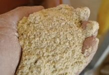 Transformar un subproducto del arroz en alimento balanceado para bovinos, la propuesta de egresadas de la UNNE