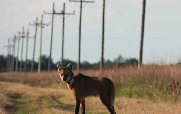 Frutos y conservación: Biólogo se gradúa mapeando la dieta del Aguará Guazú