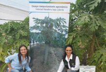 PRODUCTORES REGIONALES Cultivo de mamón: elaboran un manual para potenciar la producción regional