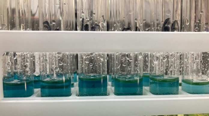 Ciencia y Tecnología Alcaloides: estudiante busca método sencillo y económico para cuantificar estas sustancias de origen natural