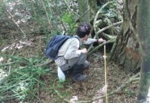 Informan el primer registro de oso hormiguero en Corrientes fuera del área del proceso de reintroducción