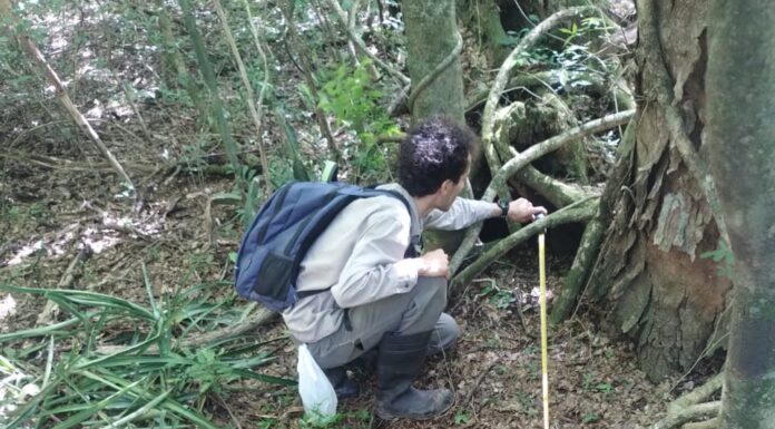 Informan el primer registro de oso hormiguero en Corrientes fuera del área del proceso de reintroducción