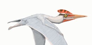 IDENTIFICADO HACE 50 AÑOS Retomaron estudios de restos de un pterosaurio cuyo género fue nombrado en honor a un paleontólogo de la UNNE Herbstosaurus, podría haber tenido una apariencia similar a Altmuehlopterus rhamphastinus, un pterosaurio pterodactiloideo - Crédito de imagen Dmitry Bogdanov CC BY-SA 3.0