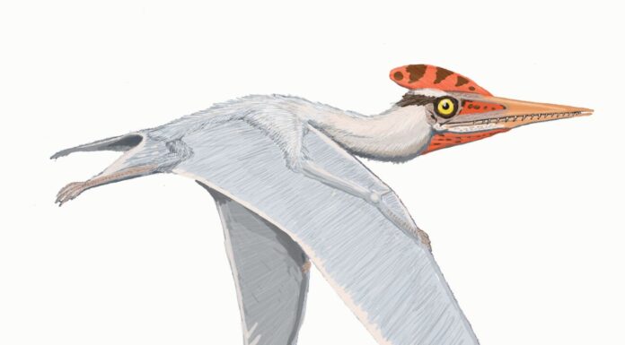 IDENTIFICADO HACE 50 AÑOS Retomaron estudios de restos de un pterosaurio cuyo género fue nombrado en honor a un paleontólogo de la UNNE Herbstosaurus, podría haber tenido una apariencia similar a Altmuehlopterus rhamphastinus, un pterosaurio pterodactiloideo - Crédito de imagen Dmitry Bogdanov CC BY-SA 3.0