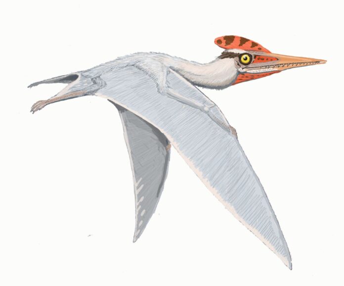 Herbstosaurus, podría haber tenido una apariencia similar a Altmuehlopterus rhamphastinus, un pterosaurio pterodactiloideo - Crédito de imagen Dmitry Bogdanov CC BY-SA 3.0