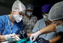 Ciencias Veterinarias: grupo de investigación da forma a los primeros protocolos de anestesia en serpientes del NEA