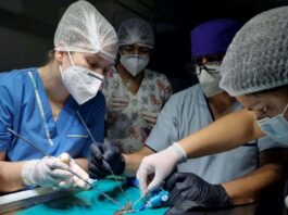 Ciencias Veterinarias: grupo de investigación da forma a los primeros protocolos de anestesia en serpientes del NEA