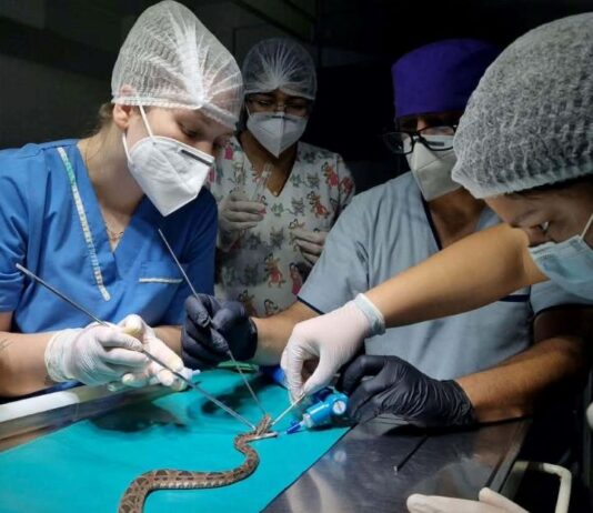 Ciencias Veterinarias: grupo de investigación da forma a los primeros protocolos de anestesia en serpientes del NEA