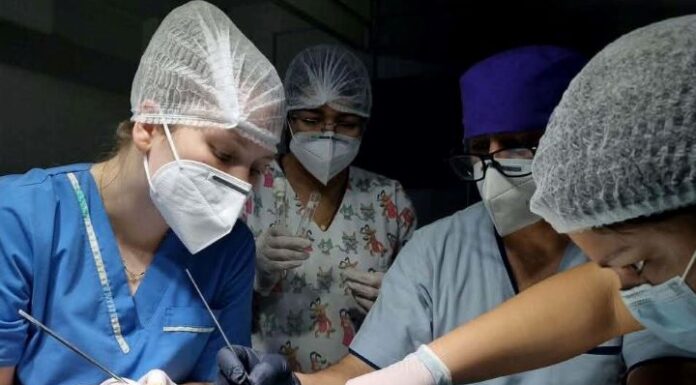 Ciencias Veterinarias: grupo de investigación da forma a los primeros protocolos de anestesia en serpientes del NEA