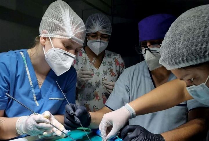 Ciencias Veterinarias: grupo de investigación da forma a los primeros protocolos de anestesia en serpientes del NEA