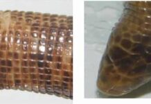 NUEVOS CONOCIMIENTOS Revelan aspectos de la vida de una especie de reptiles que habitan bajo tierra