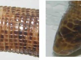 Revelan aspectos de la vida de una especie de reptiles que habitan bajo tierra