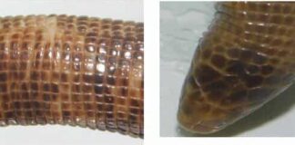 NUEVOS CONOCIMIENTOS Revelan aspectos de la vida de una especie de reptiles que habitan bajo tierra