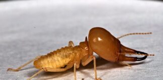 NUEVOS CONOCIMIENTOS Termitas que se alimentan del suelo podrían restaurar ambientes naturales afectados