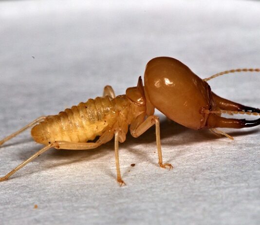 Termitas que se alimentan del suelo podrían restaurar ambientes naturales afectados