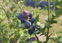 Estudios embriológicos: aportan a la comprensión de la biología reproductiva del guaraniná y el arándano