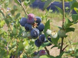 Estudios embriológicos: aportan a la comprensión de la biología reproductiva del guaraniná y el arándano