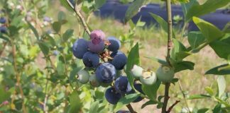 Estudios embriológicos: aportan a la comprensión de la biología reproductiva del guaraniná y el arándano