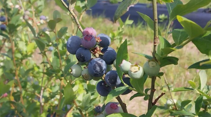 CIENCIA DESTACADA Estudios embriológicos: aportan a la comprensión de la biología reproductiva del guaraniná y el arándano