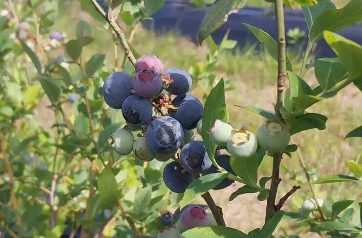 Estudios embriológicos: aportan a la comprensión de la biología reproductiva del guaraniná y el arándano