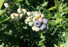 Nuevos Conocimientos Ingeniero de la UNNE busca optimizar el cultivo de arándanos mediante mejoramiento genético