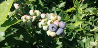 Nuevos Conocimientos Ingeniero de la UNNE busca optimizar el cultivo de arándanos mediante mejoramiento genético