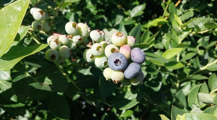 Nuevos Conocimientos Ingeniero de la UNNE busca optimizar el cultivo de arándanos mediante mejoramiento genético