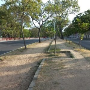 Arbolado de Costanera 11