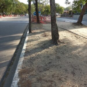 Arbolado de Costanera 12