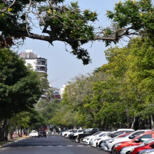 Arbolado de Costanera 2