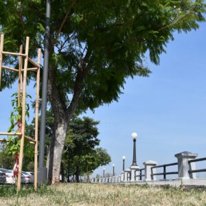 Arbolado de Costanera 4