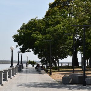 Arbolado de Costanera 6
