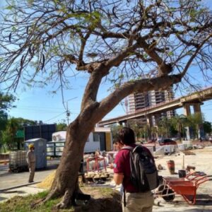 Arbolado de Costanera 8