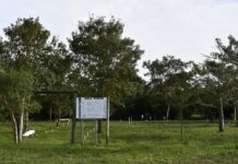 Programa ESCALA El Arboretum de la UNNE se proyecta internacionalmente como modelo de conservación de flora nativa